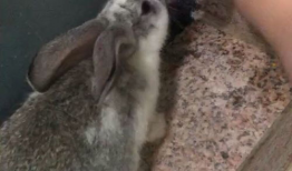 兔兔视频,趣味横生的萌宠日常大揭秘