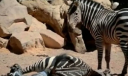 斑马视频,视频揭秘斑马生活与习性